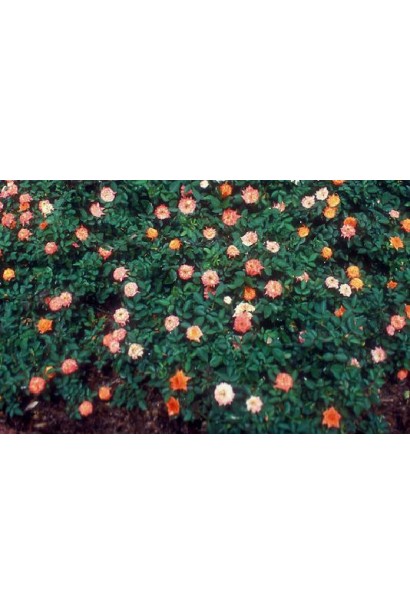 Троянда Мініатюр Оранж – кущ із дрібними квітами.