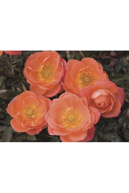 Троянда Мініатюр Оранж – ідеальний вибір для бордюрів.