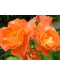 Троянда Мініатюр Оранж | Роза Миниатюр Оранж | Rosa Miniature Orange
