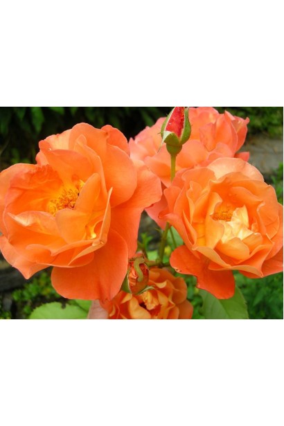 Кущ троянди Мініатюр Оранж – компактність і краса.