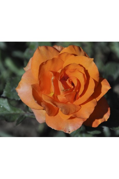 Троянда Мініатюр Оранж – насичений помаранчевий колір пелюсток.