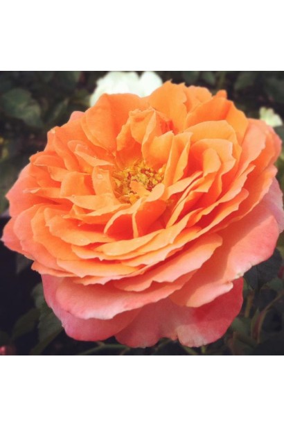 Мініатюрна троянда Orange – чарівна прикраса вашого саду.