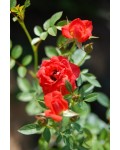Роза Миниатюр Оранж | Троянда Мініатюр Оранж | Rosa Miniature Orange