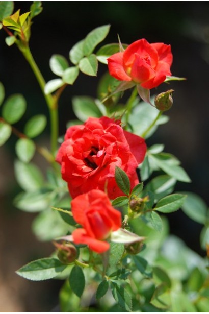 Троянда Мініатюр Оранж 