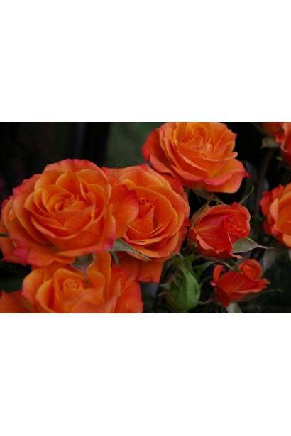 Rosa Miniature Orange – універсальна для ландшафтного дизайну.