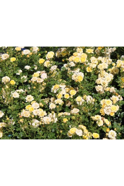 Єллоу Фейрі – яскравий жовтий килим.