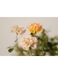 Роза полиантовая Еллоу Фейри | Троянда поліантова Єллоу Фейрі | Rosa polyantha Yellow Fairy