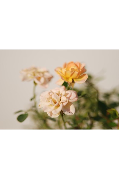 Троянда поліантова Єллоу Фейрі