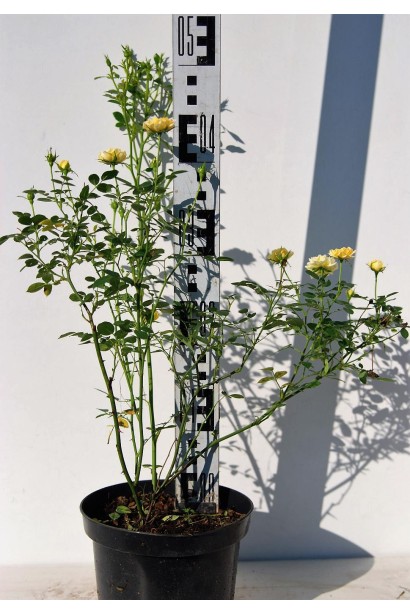 Троянда поліантова Єллоу Фейрі  - 3л/вис.40-50см/Ø20-30см