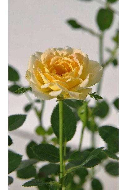 Троянда поліантова Єллоу Фейрі