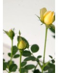 Троянда поліантова Єллоу Фейрі | Роза полиантовая Еллоу Фейри | Rosa polyantha Yellow Fairy
