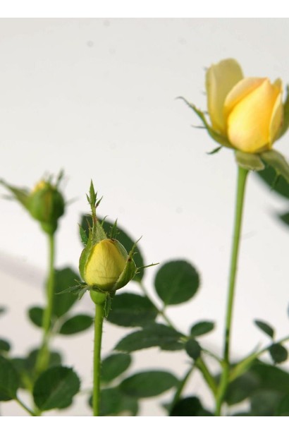 Троянда поліантова Єллоу Фейрі