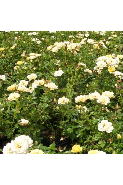 Yellow Fairy – густий кущ з бутонами.