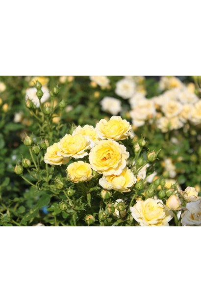 Єллоу Фейрі – гармонія жовтих відтінків.