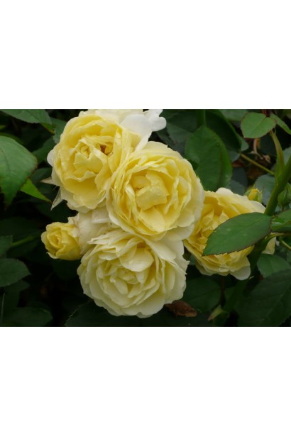 Yellow Fairy – сонячна енергія в бутоні.