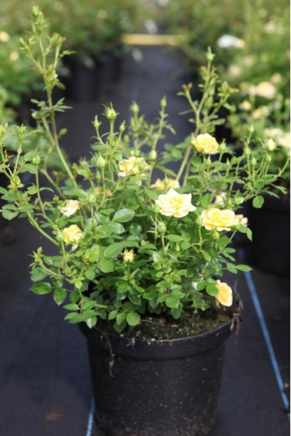 Єллоу Фейрі – компактна та невибаглива краса.