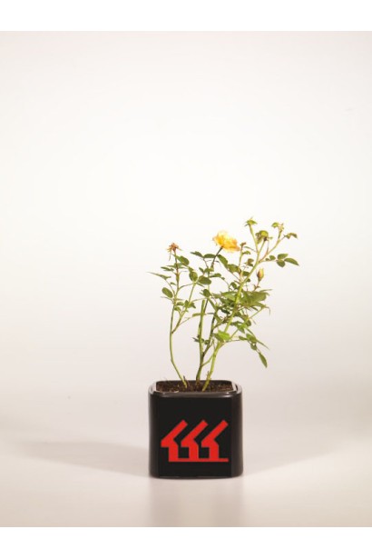 Rosa polyantha Yellow Fairy