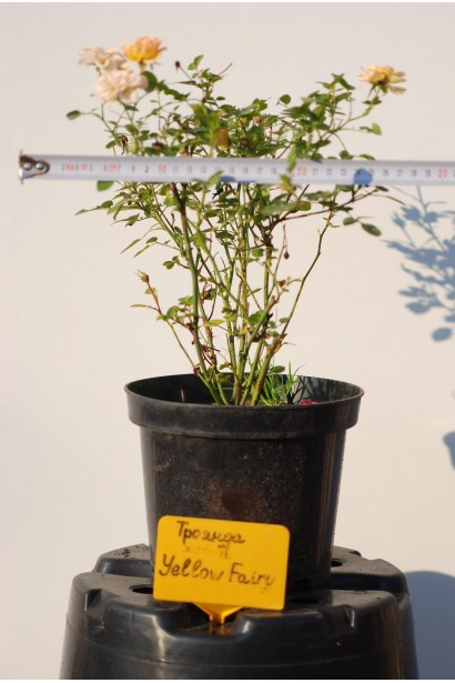 Саджанець в садовому центрі троянда поліантова Єллоу Фейрі