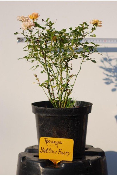 Саджанець троянда поліантова Єллоу Фейрі