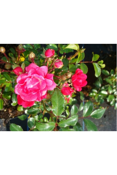 Роза полиантовая Рот зе Фейри Цветы