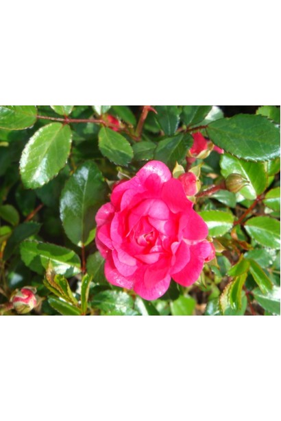 Рот зе Фейри – идеальный выбор для сада.