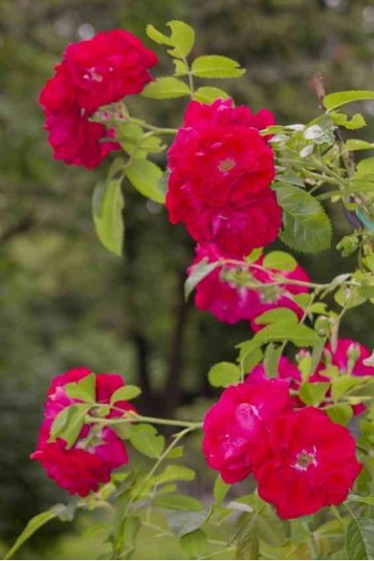 Rote The Fairy – алые соцветия.