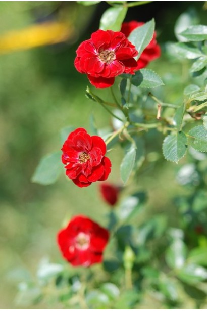 Рот зе Фейри – пышное цветение все лето.