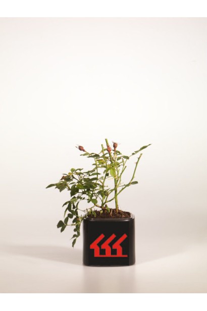 Саженец в контейнере роза Рот зе Фейри