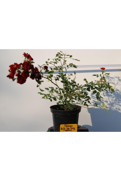 Саженец в контейнере роза полиантовая Рот зе Фейри