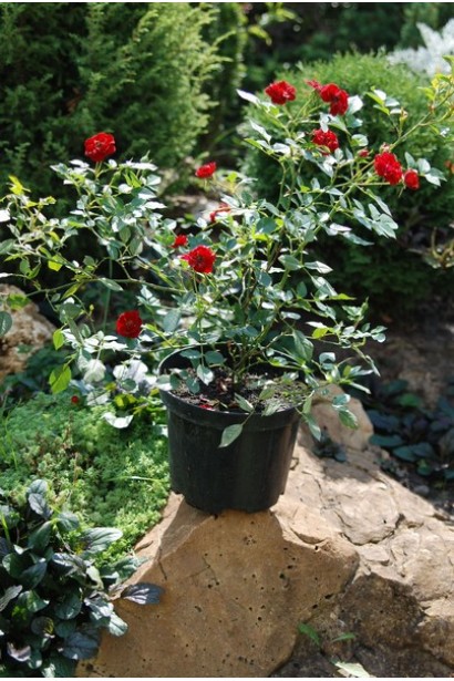 Роза полиантовая Рот зе Фейри