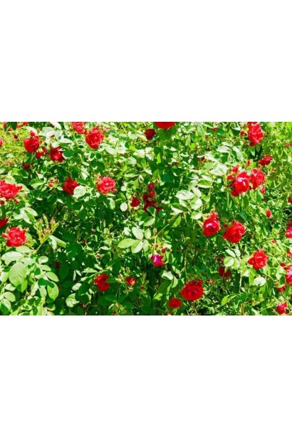 Рот зе Фейри – красные каскады цветов.