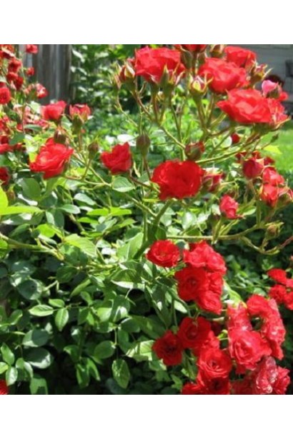 Рот зе Фейри – кустовое великолепие для сада.