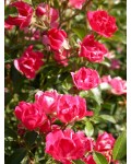 Троянда поліантова Рот зе Фейрі | Роза полиантовая Рот зе Фейри | Rosa polyantha Rote The Fairy