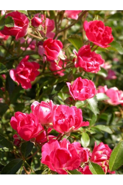 Rote The Fairy – ярко-красные кисти цветения.