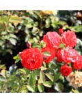 Роза полиантовая Рот зе Фейри | Троянда поліантова Рот зе Фейрі | Rosa polyantha Rote The Fairy