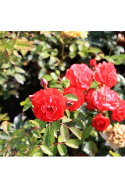 Роза полиантовая Рот зе Фейри