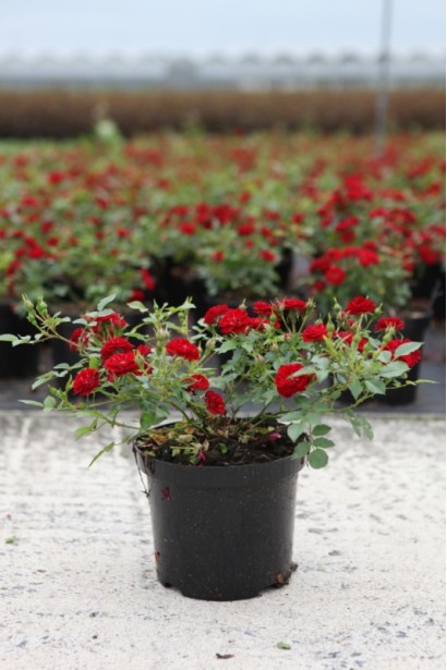 Саженец розы полиантовая Рот зе Фейри