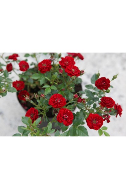 Rosa polyantha Rote The Fairy