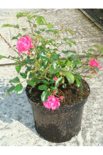 Рот зе Фейри – кустовая красота для клумбы.