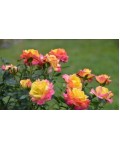 Роза полиантовая Триколор | Троянда поліантова Триколор | Rosa Tricolor
