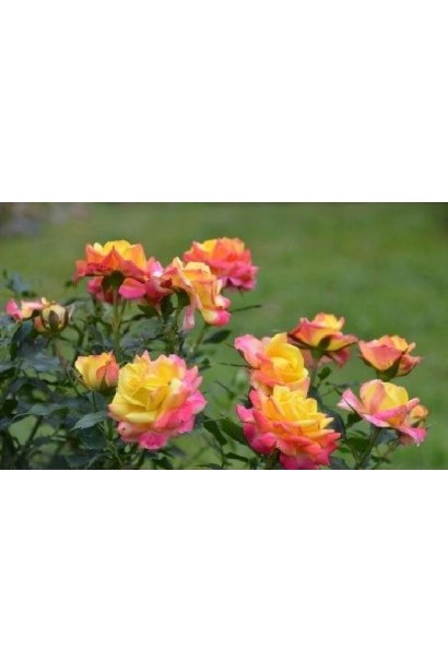 Rosa Tricolor