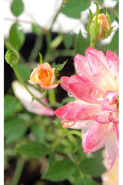 Троянда поліантова Триколор 