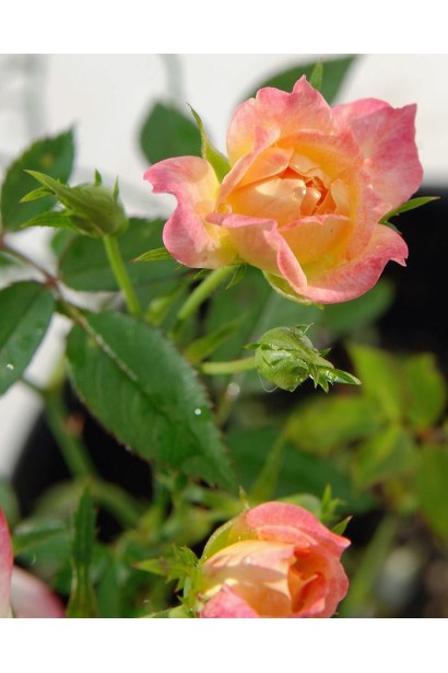 Rosa Tricolor – гра яскравих відтінків.