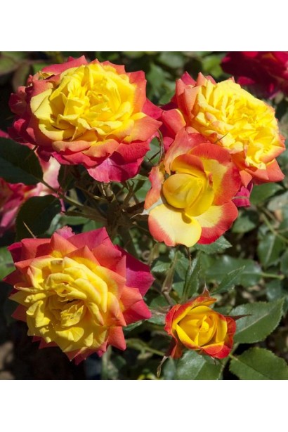 Rosa Tricolor – різнокольорові ніжні бутони.