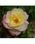 Троянда Тріколор | Роза Триколор | Rosa Tricolor