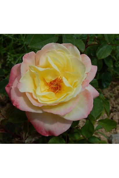 Триколор – довгий період цвітіння.