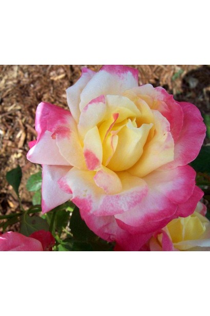 Триколор – незвичайна палітра пелюсток.