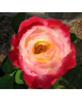 Троянда Тріколор | Роза Триколор | Rosa Tricolor