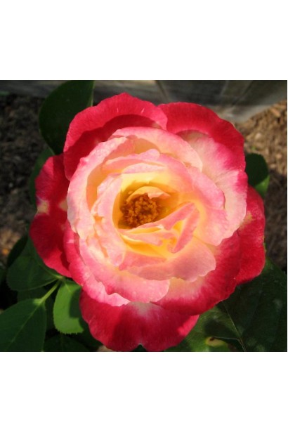 Триколор – чарівний перехід відтінків.