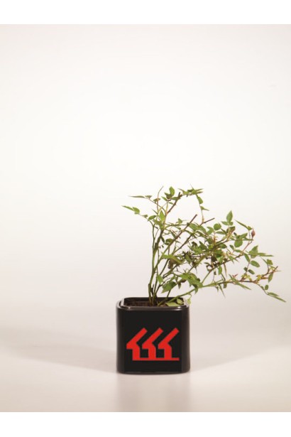 Rosa Tricolor – троянда для яскравих акцентів.